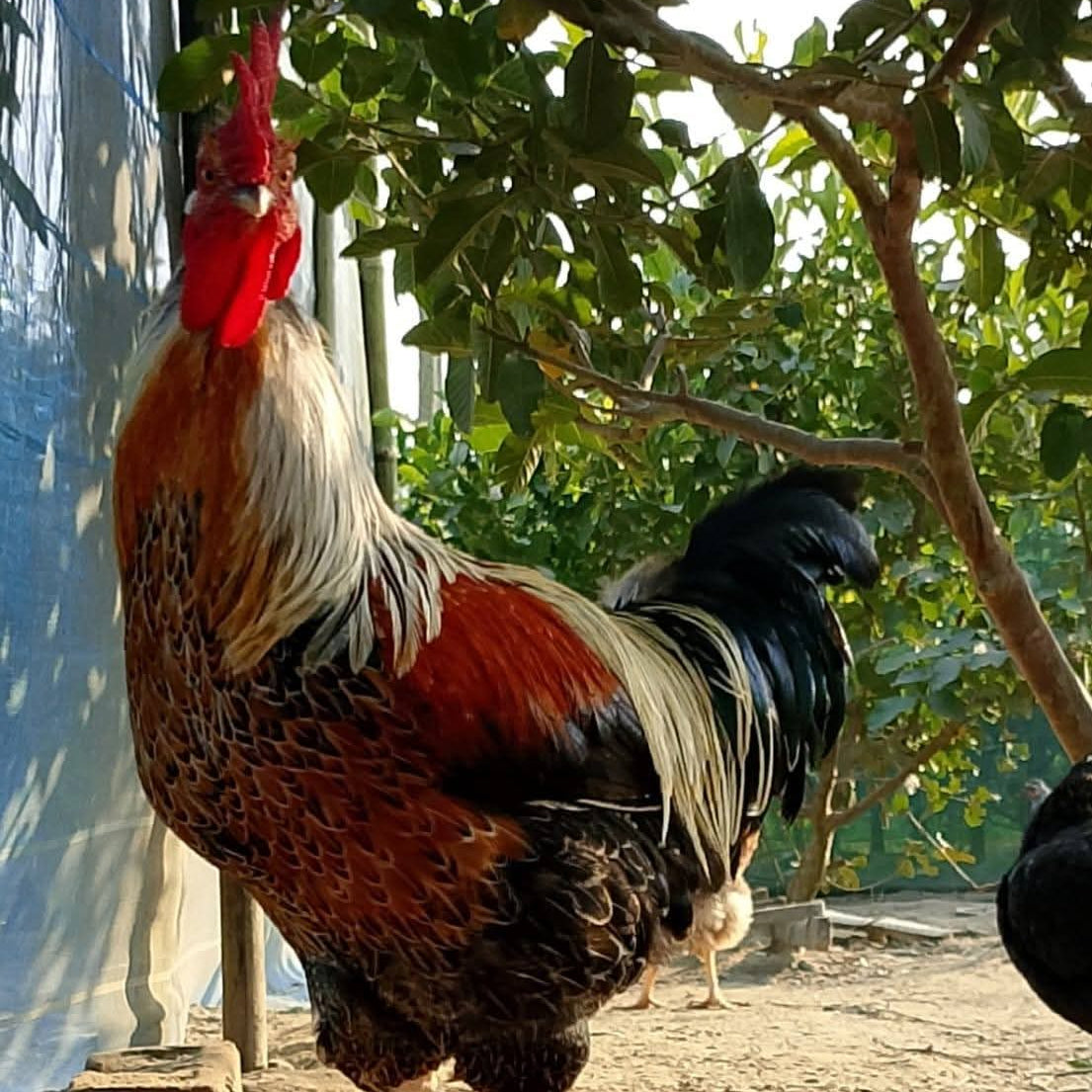 đ Breeder (Pahari)