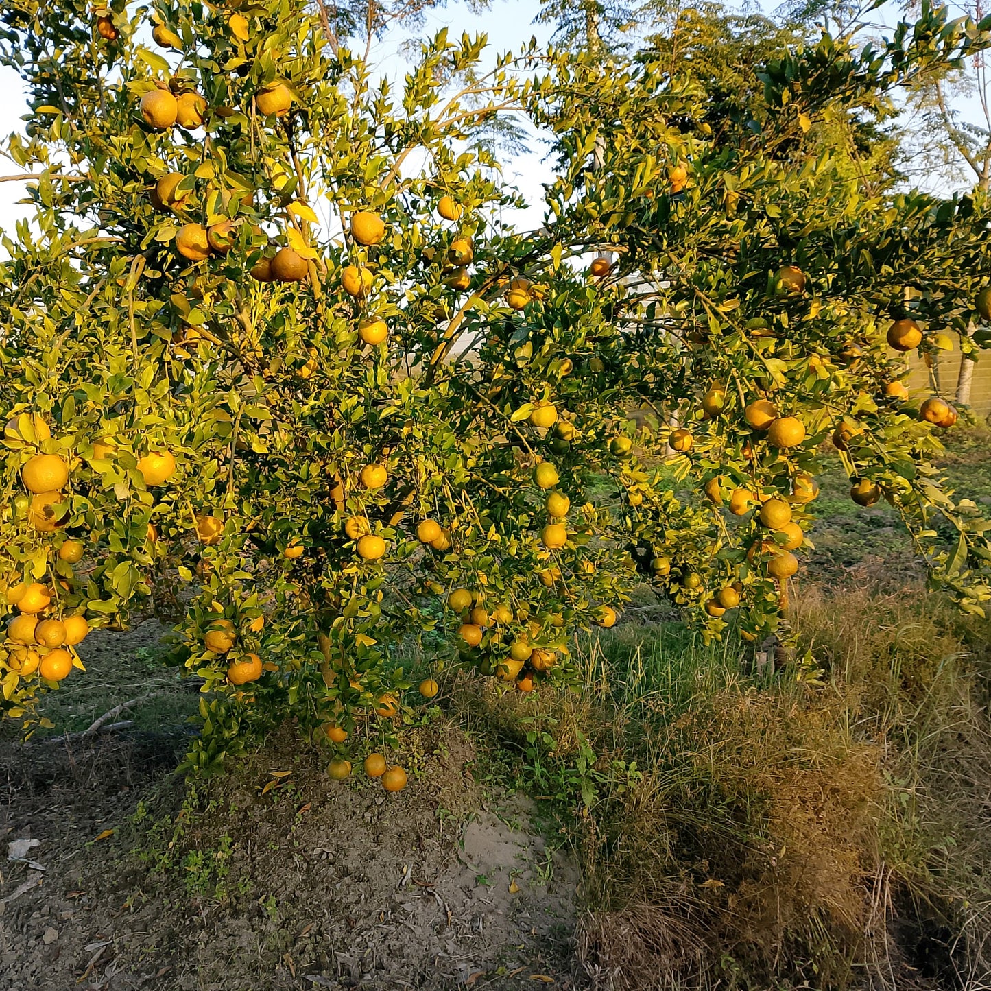 Orange