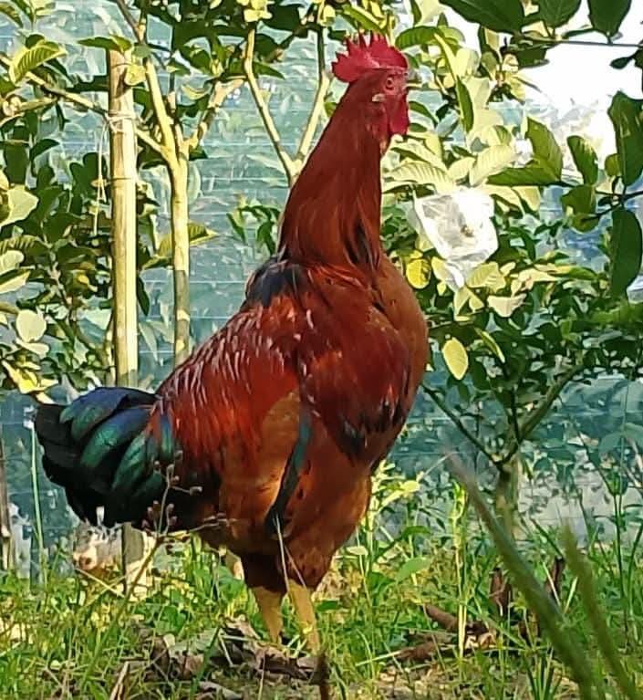 পাহাড়ি মুরগির গল্প