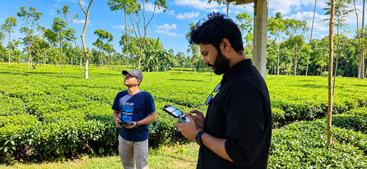তেঁতুলিয়ার চা বাগান