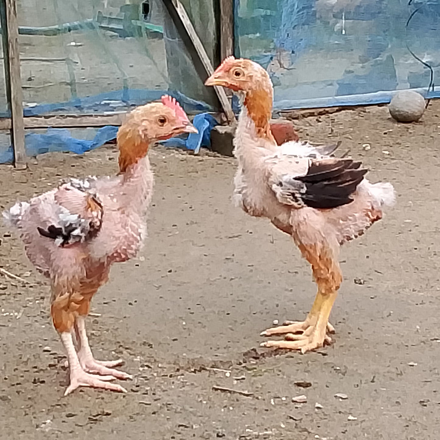 🐓 পাহাড়ি লাইজ্জা ও পাহাড়ি।   বয়স-৬০ দিন।