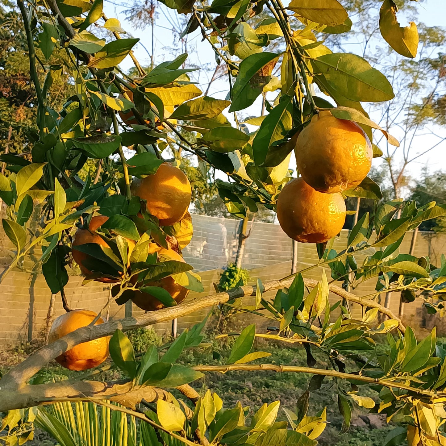 Orange