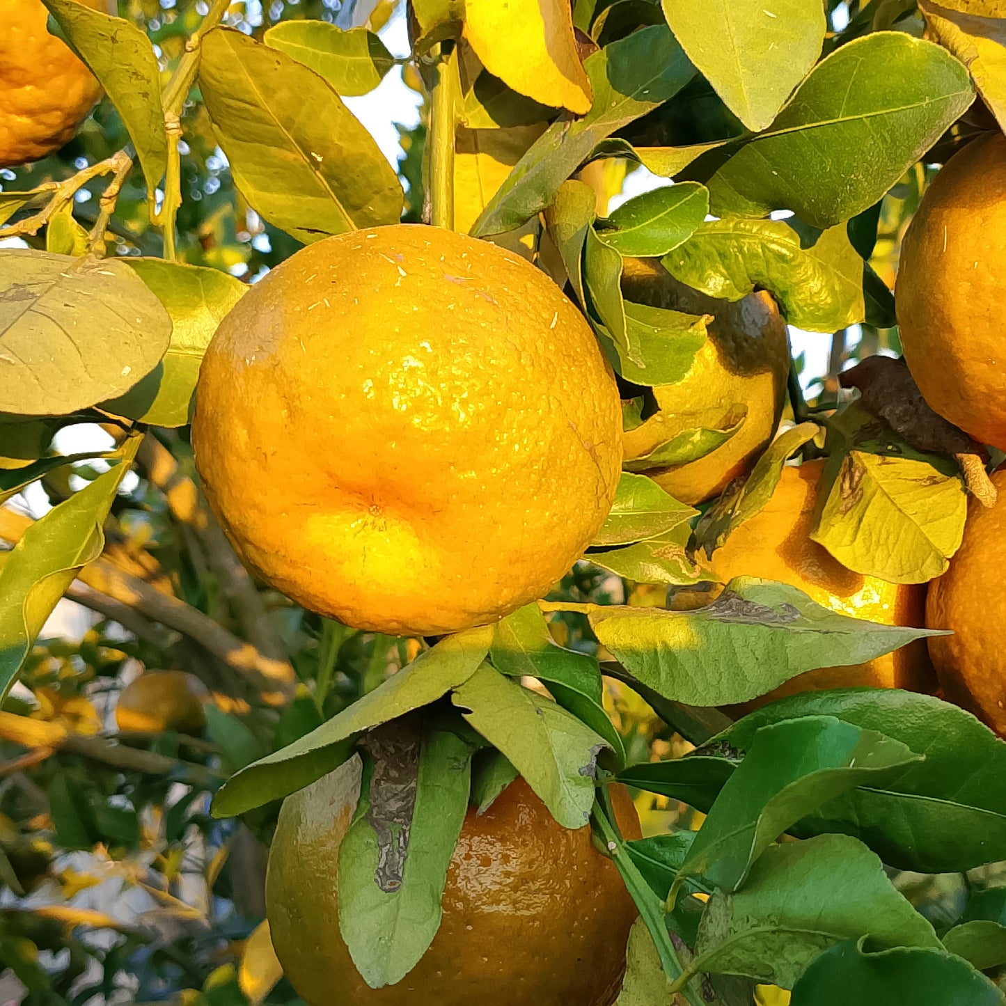 Orange