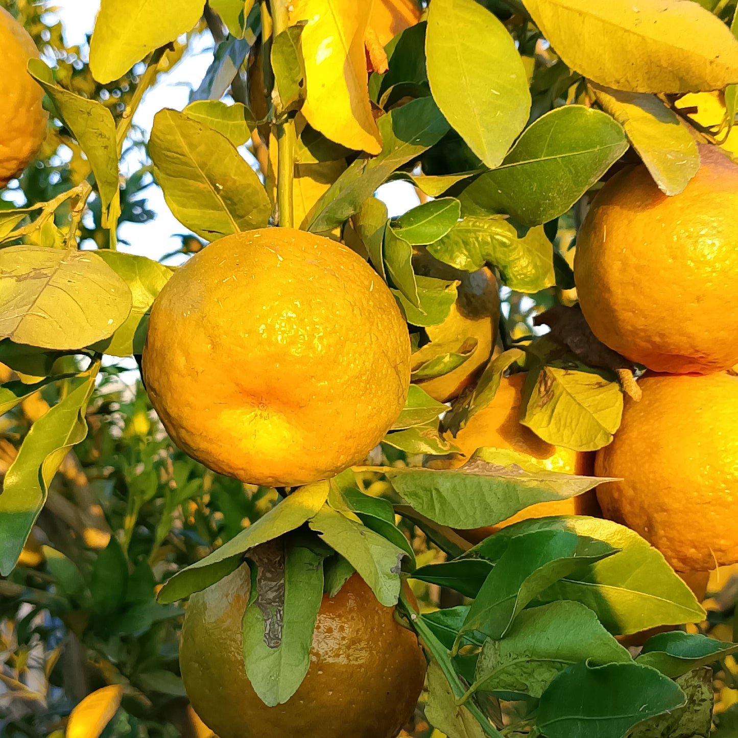 Orange