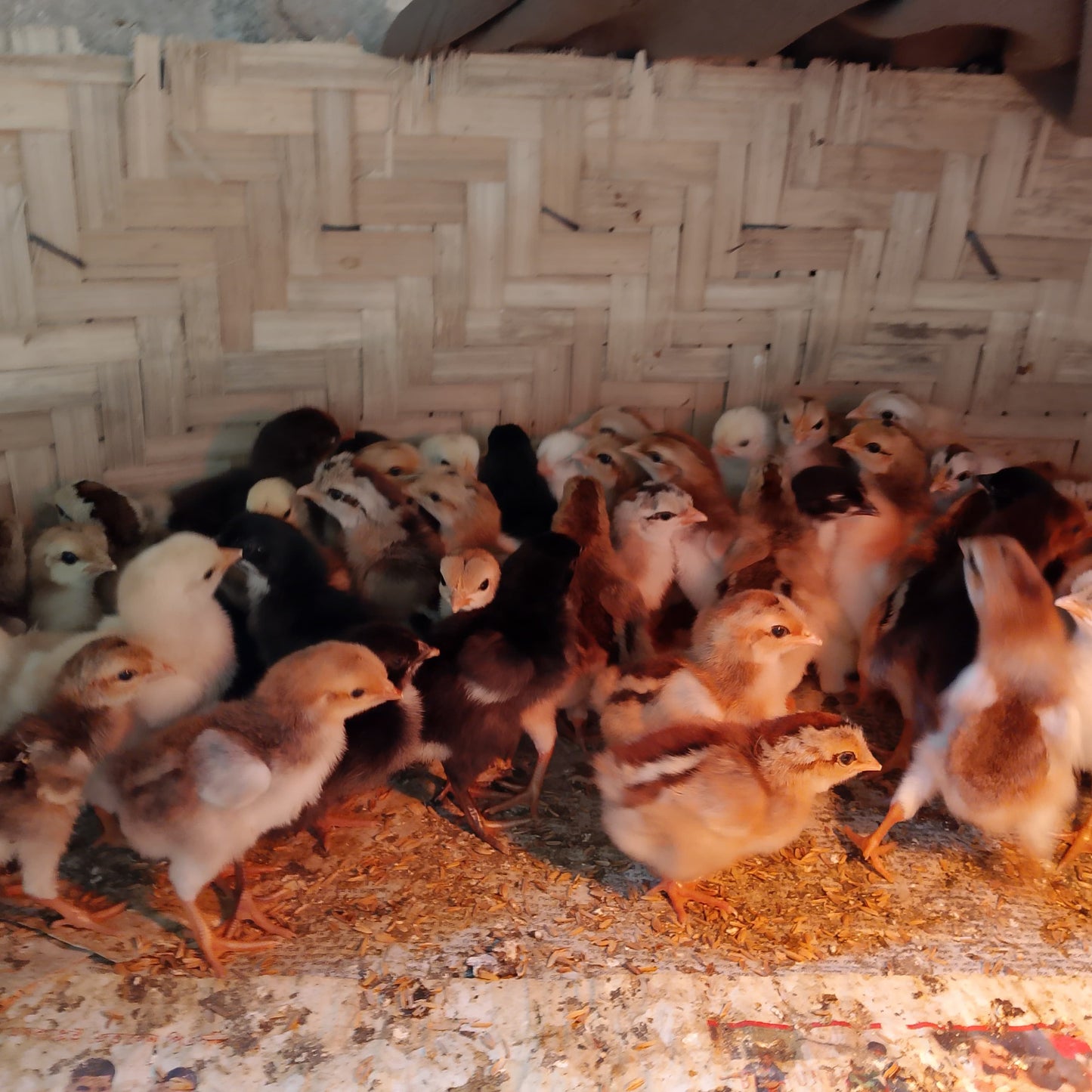 🐓 পাহাড়ি ও পাহাড়ি লাইজ্জা মুরগির বাচ্চা। বয়স-০১দিন।