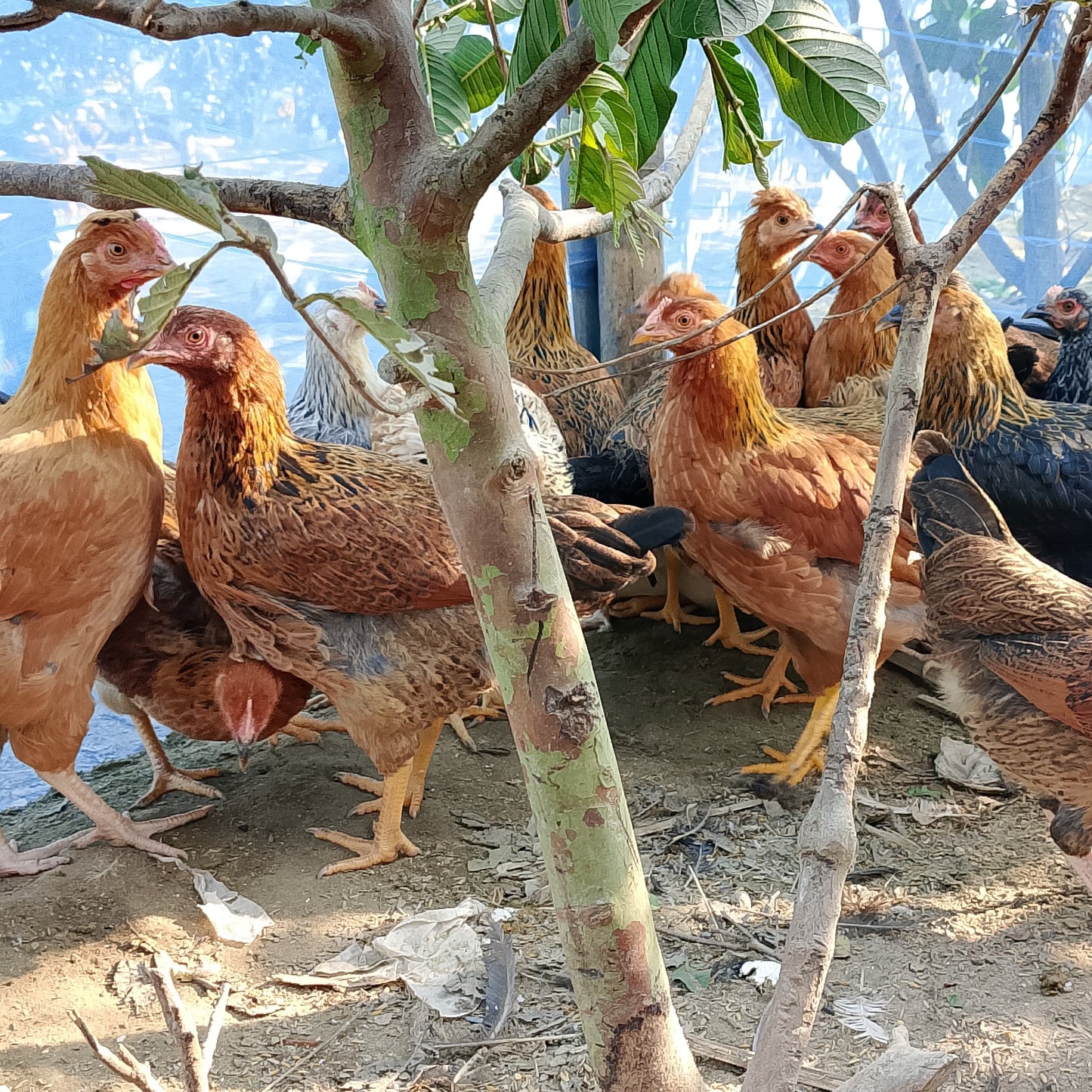 🐓 পাহাড়ি পুলেট মুরগী (ডিম দিবে এমন)