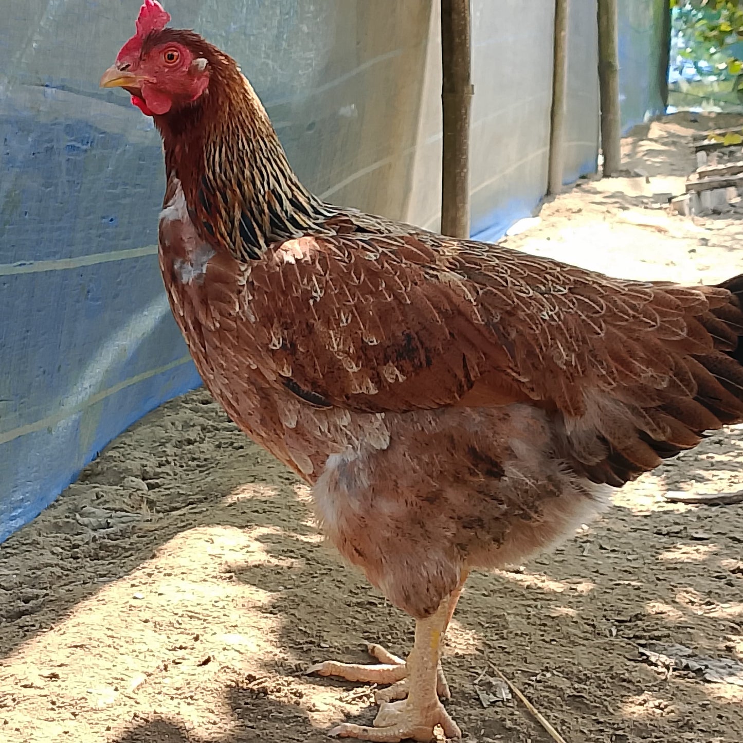 🐓 পাহাড়ি পুলেট মুরগী (ডিম দিবে এমন)