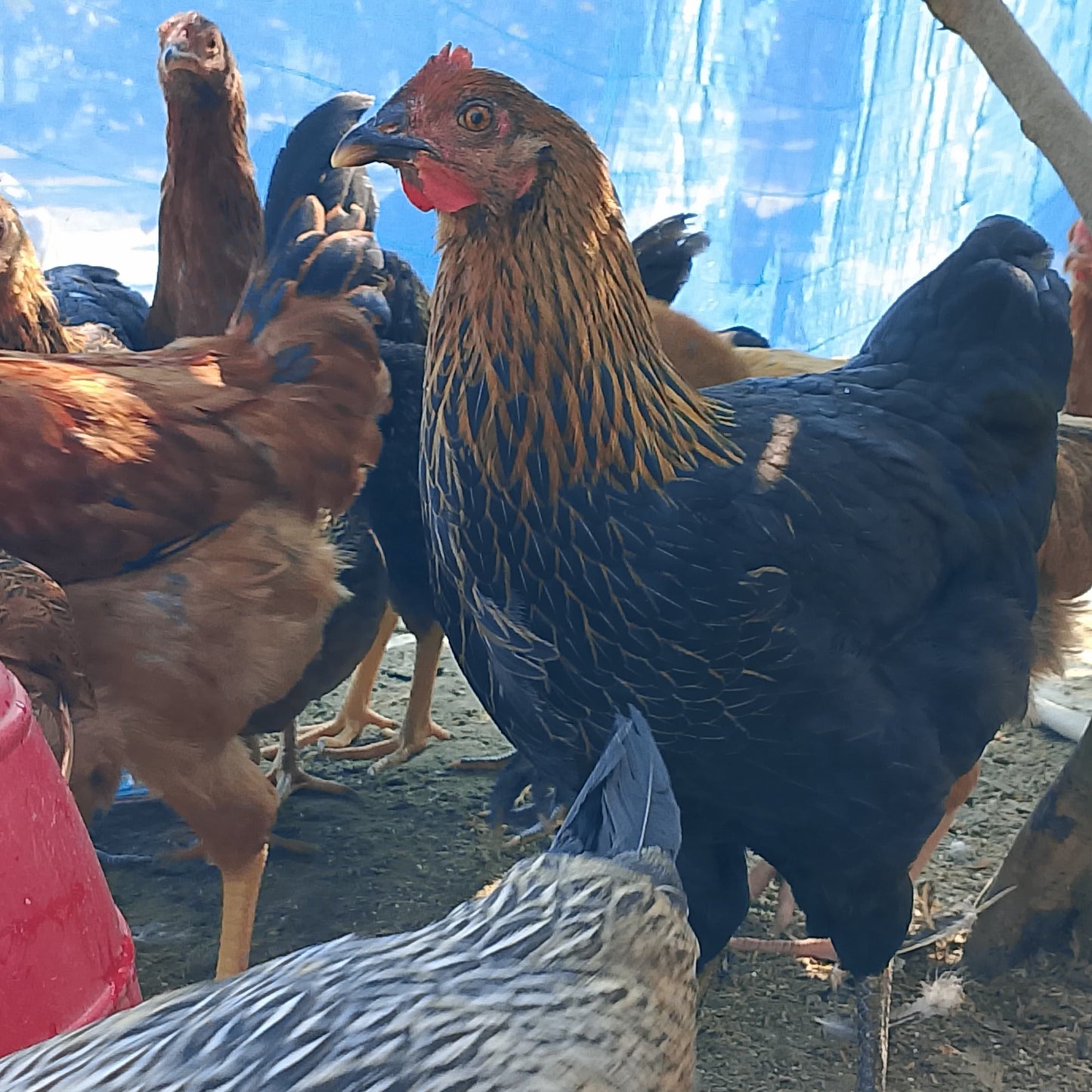 🐓 পাহাড়ি পুলেট মুরগী (ডিম দিবে এমন)