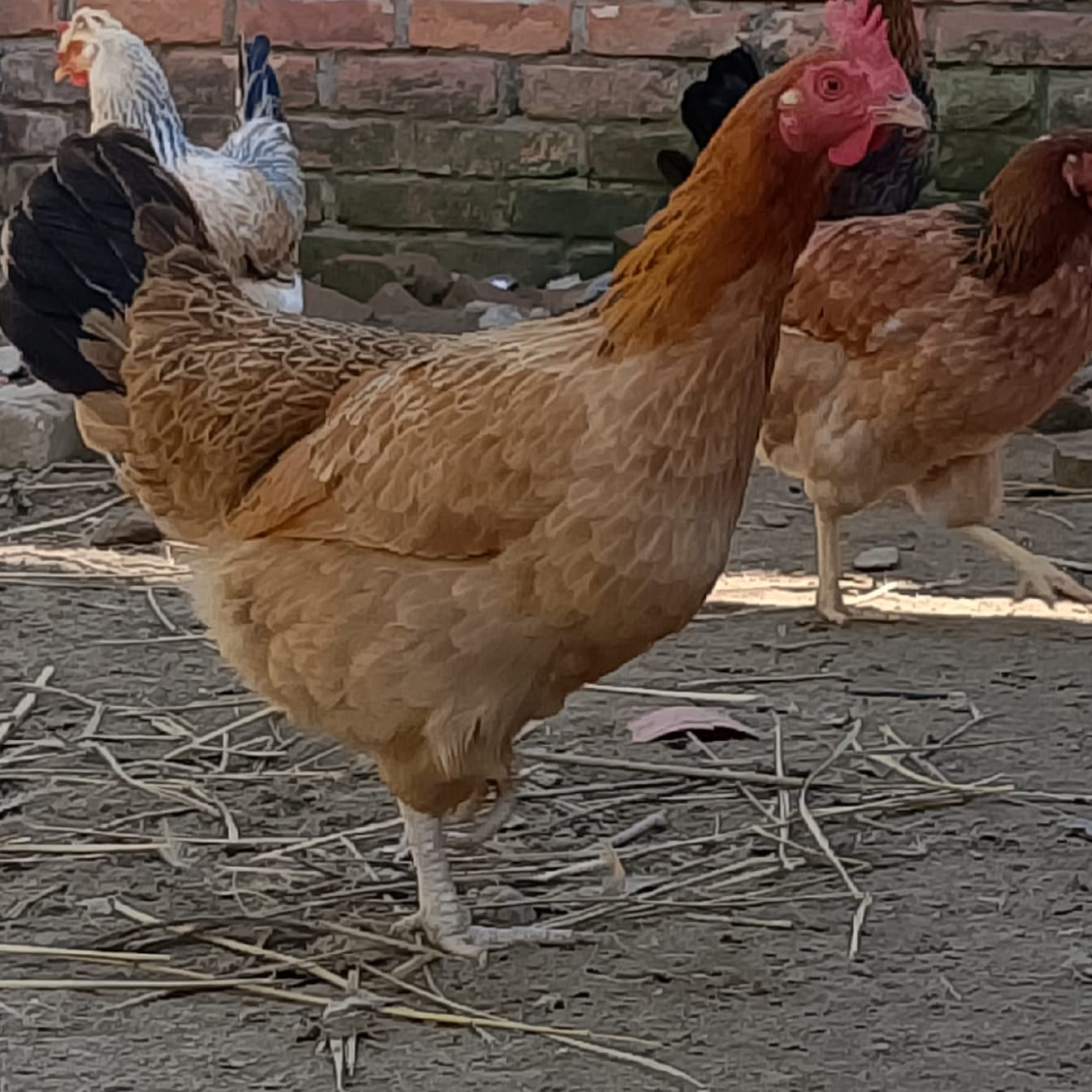 🐓 পাহাড়ি পুলেট মুরগী (ডিম দিবে এমন)