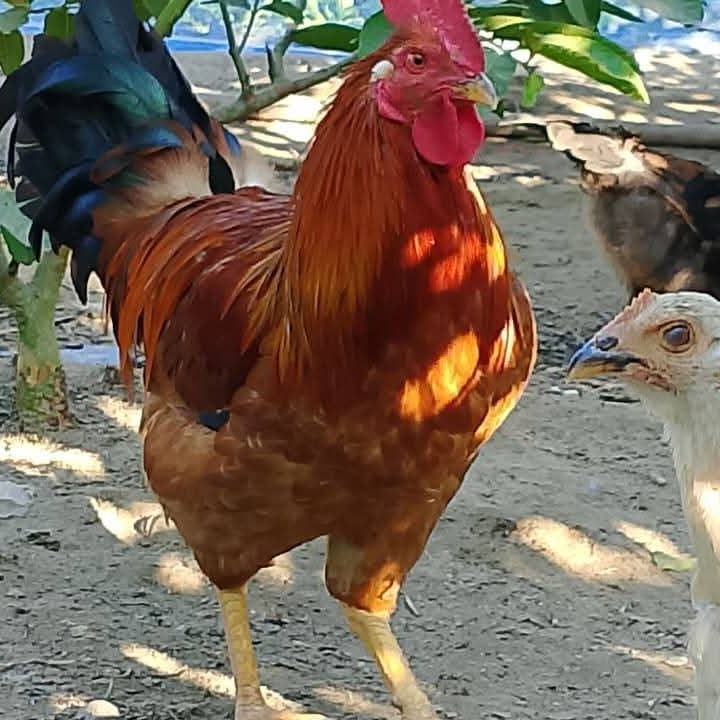 🐓 Breeder (Pahari)