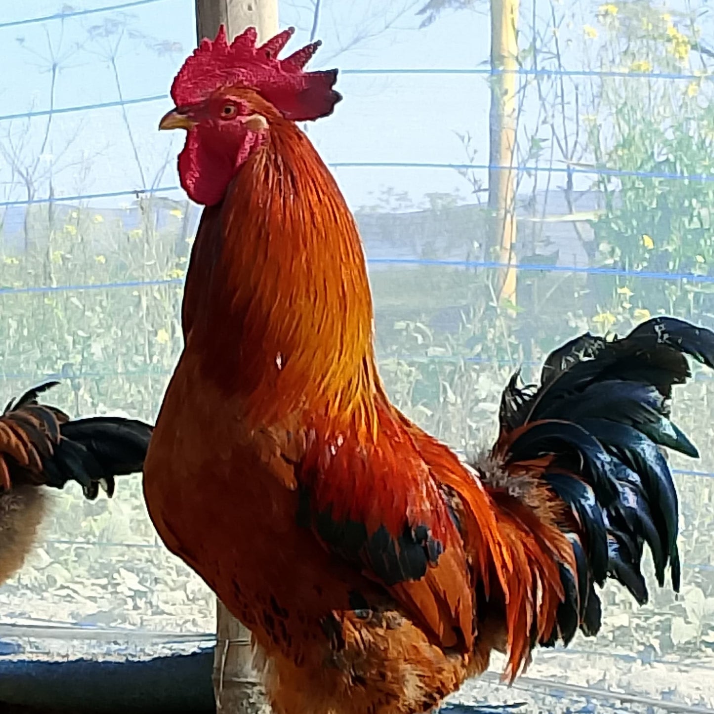 🐓 Breeder (Pahari)