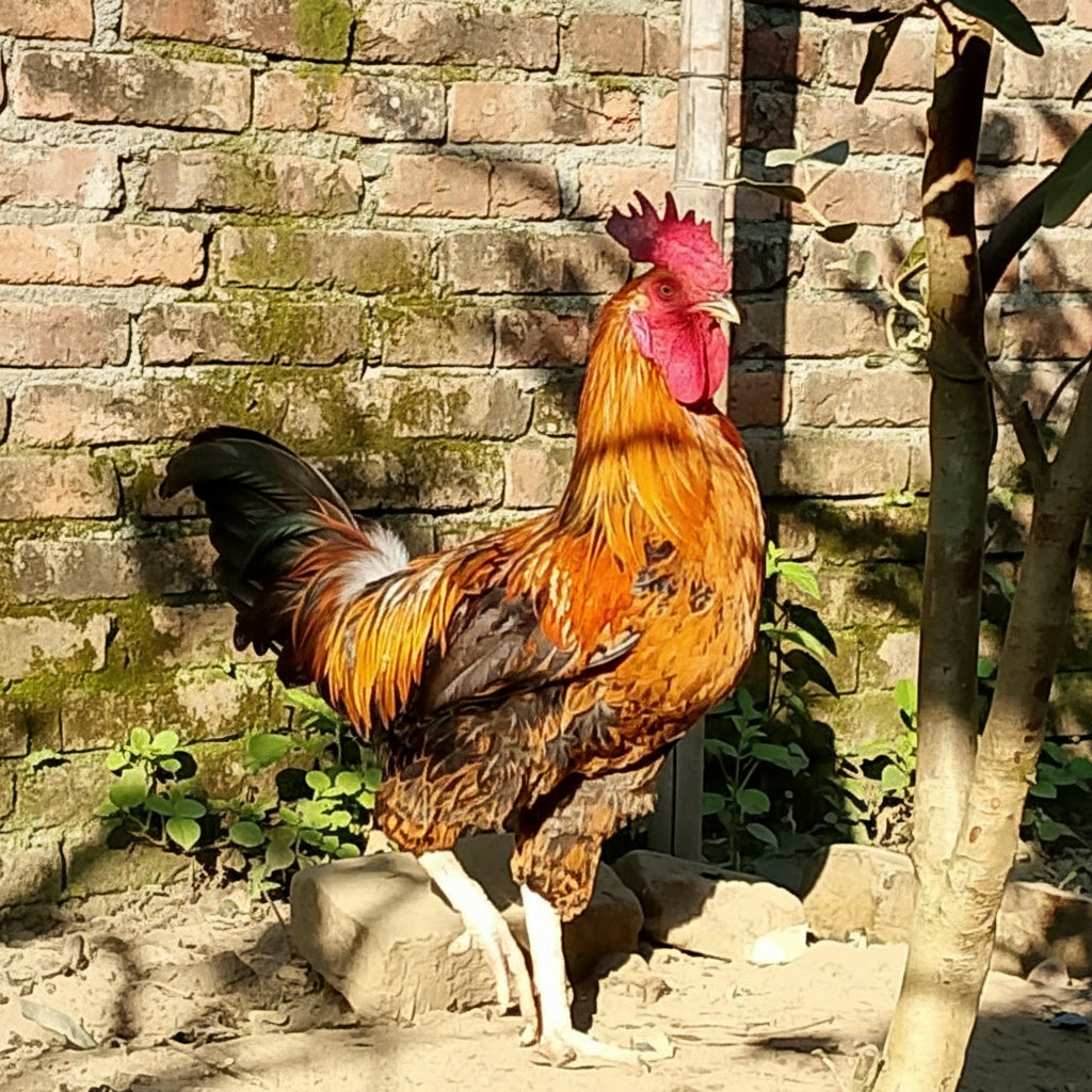 🐓 Breeder (Pahari)