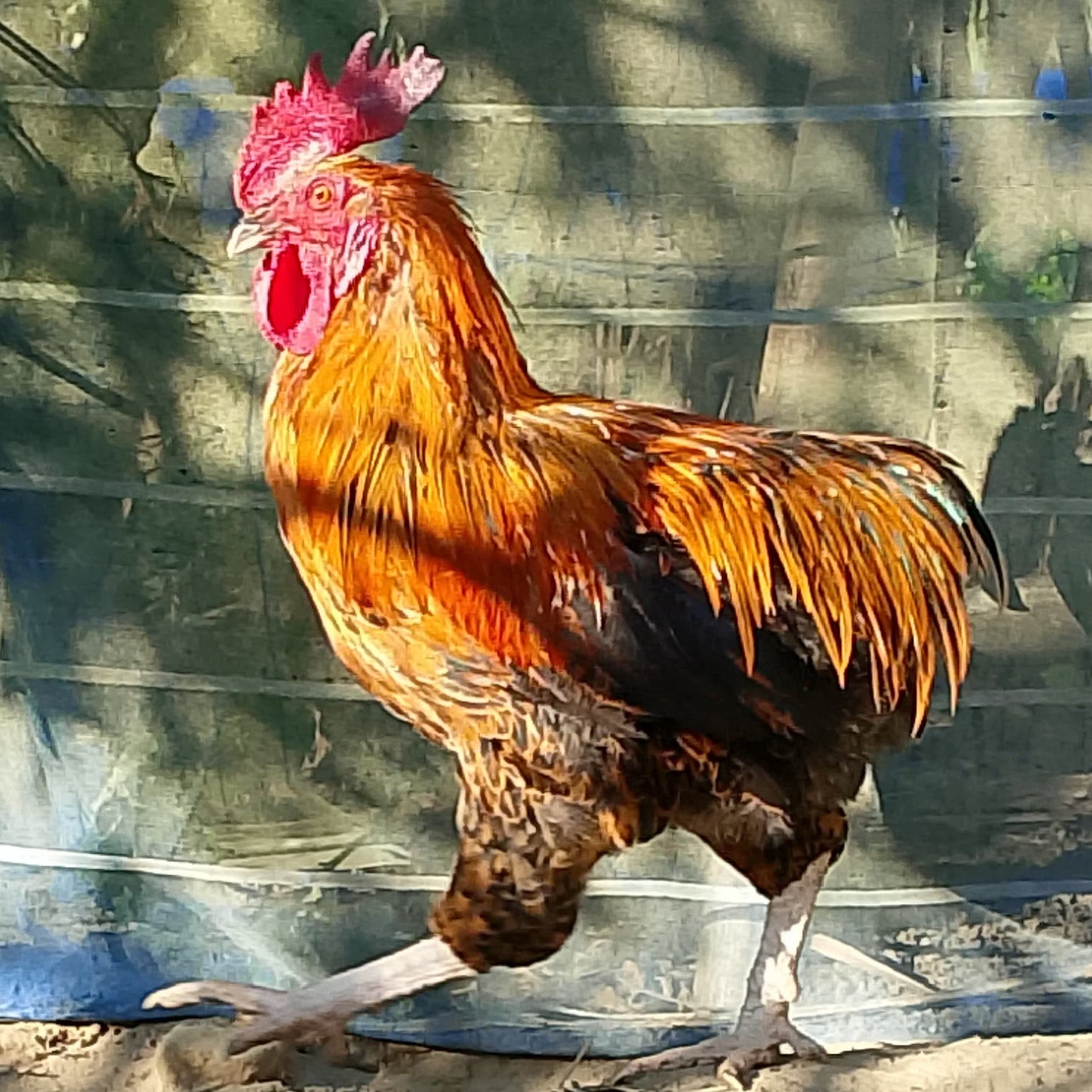 🐓 Breeder (Pahari)