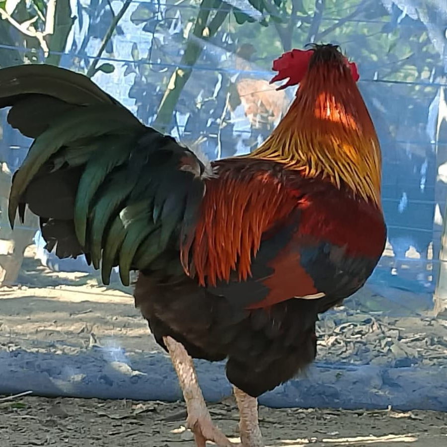 🐓 Breeder (Pahari)