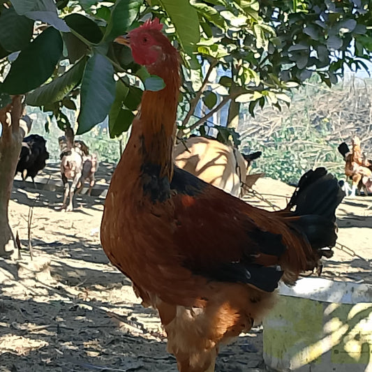 🐓 পাহাড়ি পুলেট মুরগী (ডিম দিবে এমন)