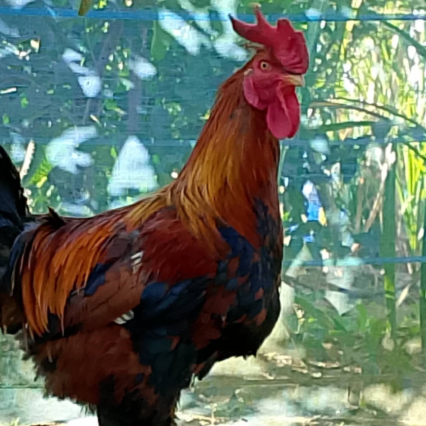🐓 Breeder (Pahari)