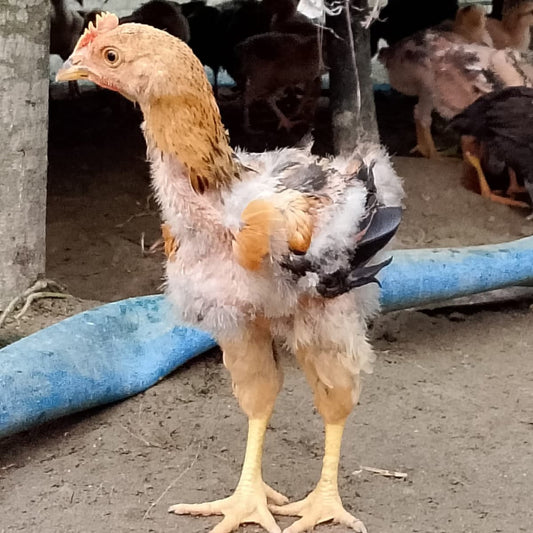 🐓 পাহাড়ি লাইজ্জা ও পাহাড়ি।   বয়স-৬০ দিন।