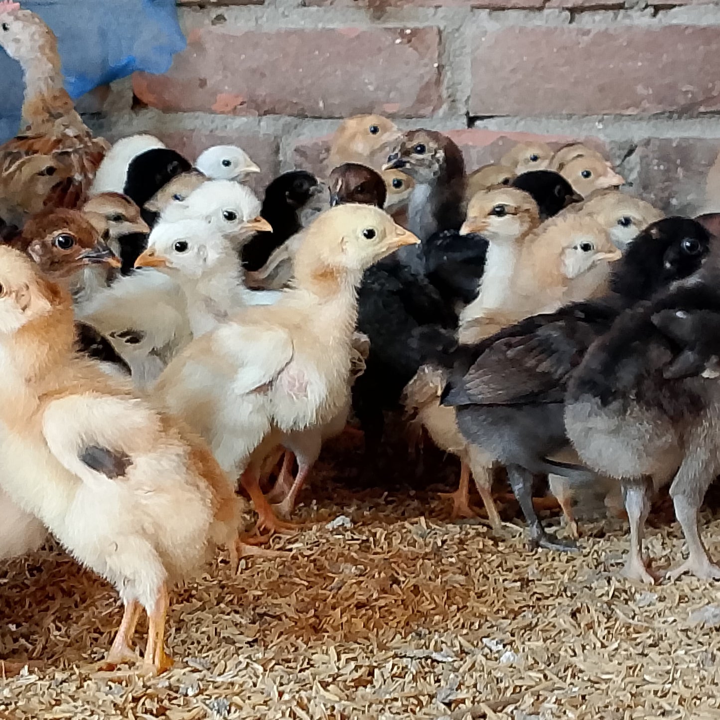 🐓 উন্নত মানের পাহাড়ি ও পাহাড়ি লাইজ্জা মুরগির বাচ্চা। বয়স-১৫ দিন।
