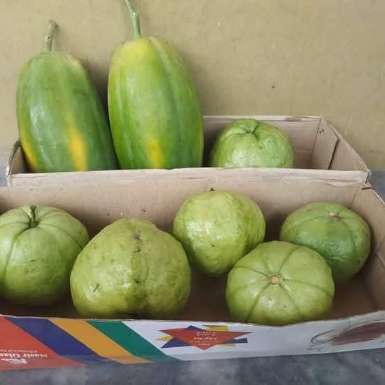 PAPAYA