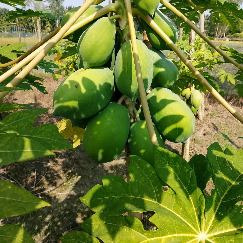 papaya,fruits, AGRO business, Panchagarh, Ktagrobd@gmail.com 
PAHARI MUrgi, pahari murgi