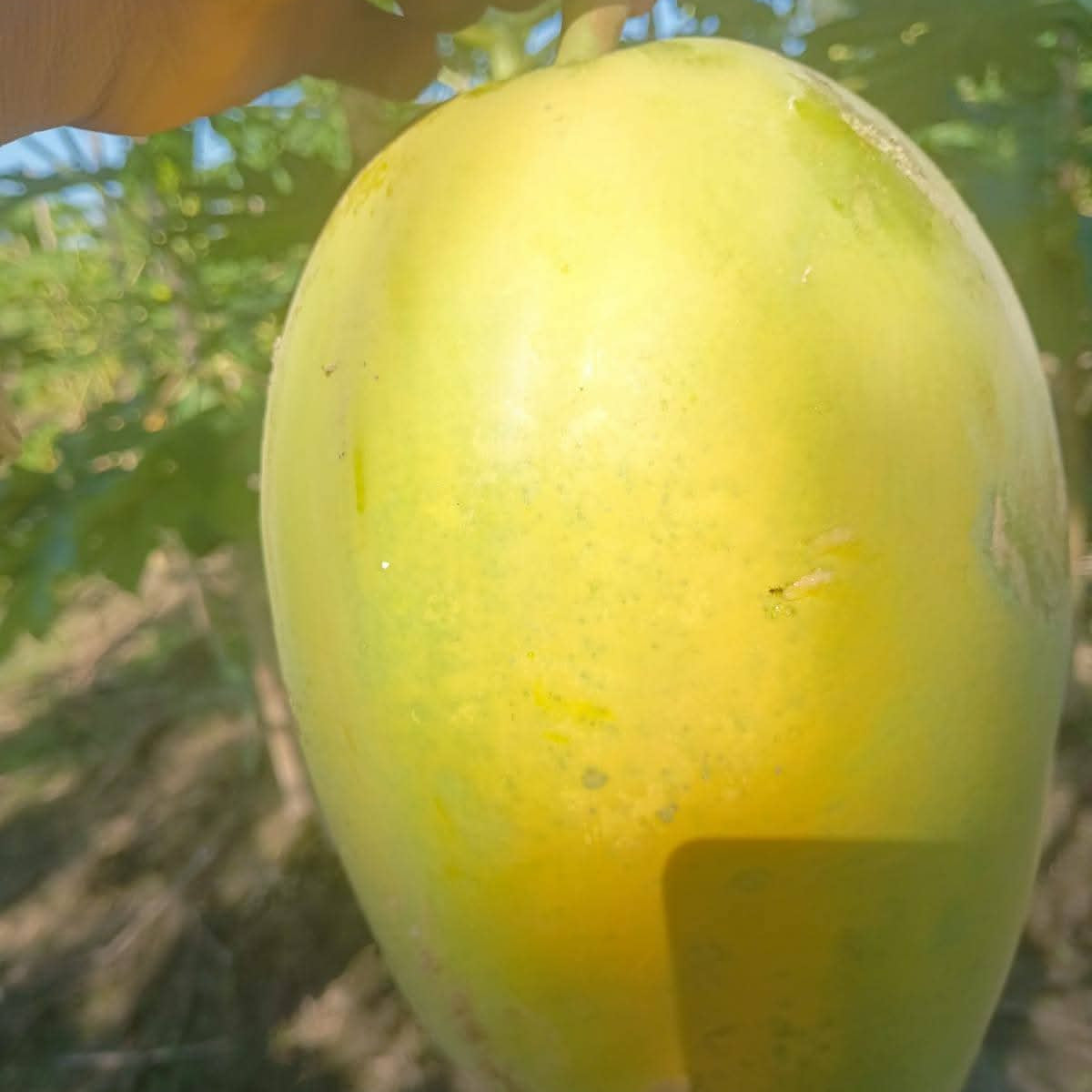 PAPAYA